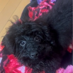 トイプードル　オス　黒