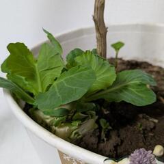 植木鉢,

枯れ木,
移植ごて
,アーチ支柱,
支柱,
園芸ワイヤー,
ミニ鉢

の画像