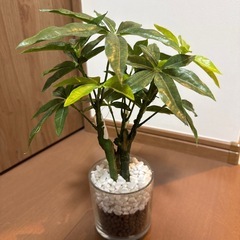 グリーンポット パキラの画像