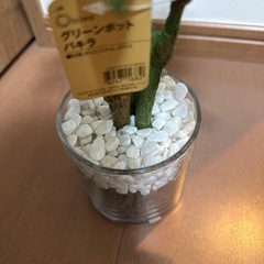 グリーンポット パキラの画像