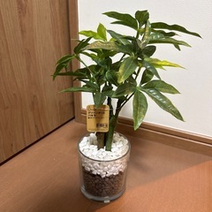 グリーンポット パキラ