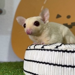 フクロモモンガ　【販売】　商談中