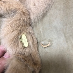 高級リアルファーとムートン　レディース　アウターの画像