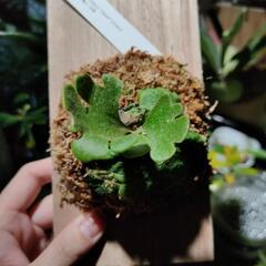 最終価格🌱リドレイドワーフシルベリー