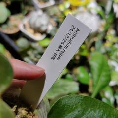 最終価格🌱アンスリウム　レガレの画像