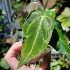 最終価格🌱アンスリウム　レガレの画像