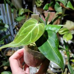 最終価格🌱アンスリウム　レガレ
