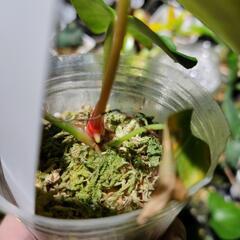 最終価格🌱アンスリウム　レガレの画像