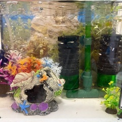 オーキッド エンドラーズグッピー 稚魚