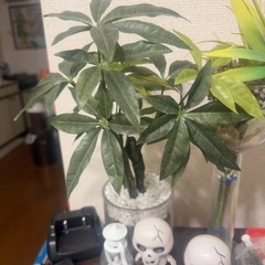人工植物３つの画像
