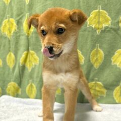 香川県保健所レスキュー　柴犬風の いちみちゃん - 犬