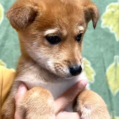 香川県保健所レスキュー　柴犬風の いちみちゃん − 香川県