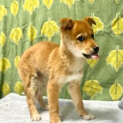香川県保健所レスキュー　柴犬風の いちみちゃん - 里親募集