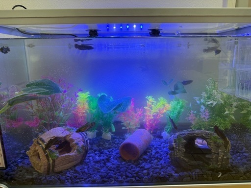 ベタ メス 熱帯魚 アクアリウム (ぷぷ) 小林のその他の中古あげます・譲ります｜ジモティーで不用品の処分