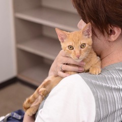 茶トラ　子猫　甘えん坊抱っこ好き💕