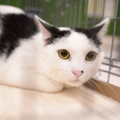 白黒　子猫　左前足に事情あり　優しい家族を待ってます