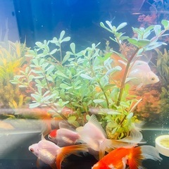 金魚  の画像