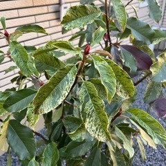 【植木/植物】ベニカナメモチ鉢入りの画像