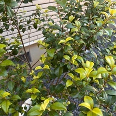【植木/植物】シナモンマートル鉢入りの画像