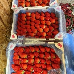 【成約済】朝採り紅ほっぺ🍓　いちごの画像