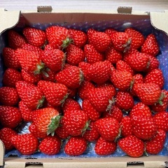 【成約済】朝採り紅ほっぺ🍓　いちごの画像