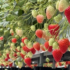 【成約済】朝採り紅ほっぺ🍓　いちごの画像