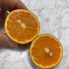 クーガ芋、その他野菜販売中〜