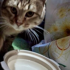 里親さん探してます。友人の家に迷い込んだ猫ちゃん2匹。インコがい...