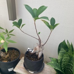 ガジュマル