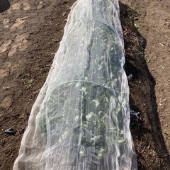 野菜保護ネット、長いです