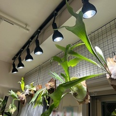 多肉植物など植物好きさん - 名古屋市
