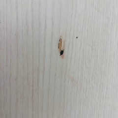 ニトリ　昇降センターテーブルの画像