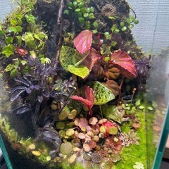 多肉植物など植物好きさん - 友達