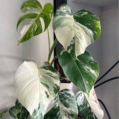 多肉植物など植物好きさん − 愛知県