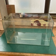 ※欠けあり 水漏れ無し 60cm ガラス水槽の画像