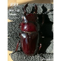 赤レギウス　雄1雌2