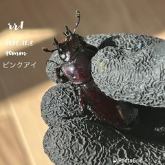 赤レギウス　雄1雌2の画像
