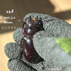 赤レギウス　雄1雌2の画像