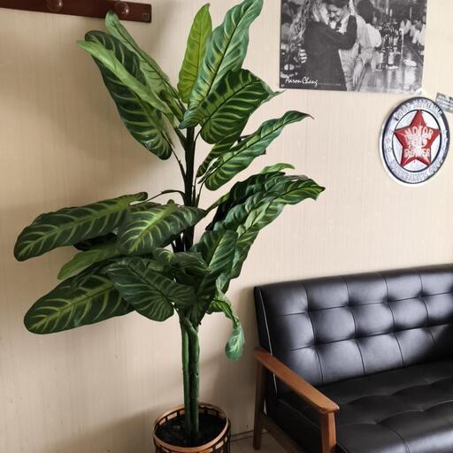 古木 店舗のディスプレーやオブジェにいかがですか 植物は出品外です。 インテリア・