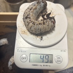 ヘラヘラ3令幼虫ペアセット追加購入可の画像