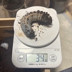 ヘラヘラ3令幼虫ペアセット追加購入可の画像