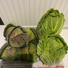受付終了キャベツ5 個白菜2個　1000円