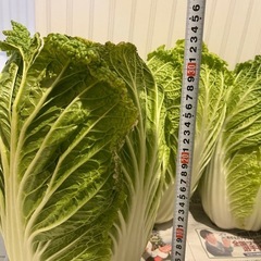 受付終了キャベツ5 個白菜2個　1000円の画像