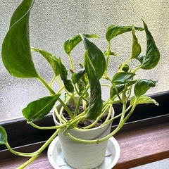 テルノサンシャイン