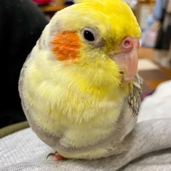 オカメインコのちょんまげ探し
