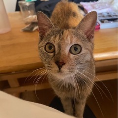正式譲渡になりました。感謝。 - 猫