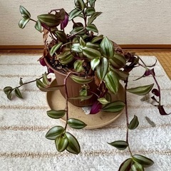 トラディスカンティア ゼブリナ（２）