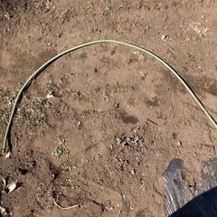 半円型支柱‼︎家庭菜園用の画像