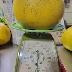⑫晩白柚　1020g(洗浄済)