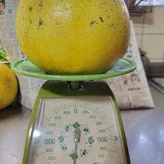 ⑬晩白柚　1040g(洗浄済、傷あり)